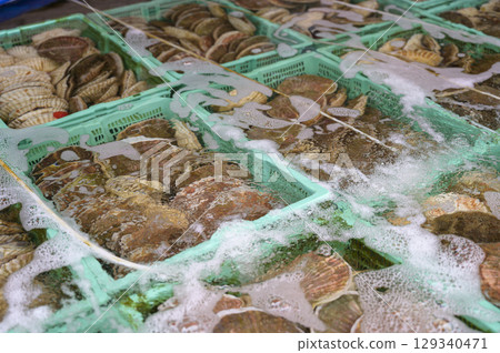 函館早市魚缸（扇貝） 129340471