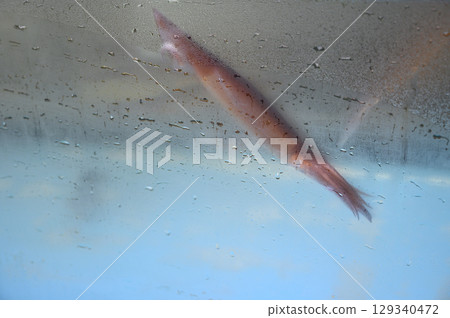 Live squid from the Hakodate Morning Market 129340472