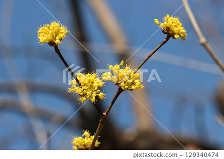 三蘇玉預示著春天的到來 三蘇玉預示著春天的到來 129340474