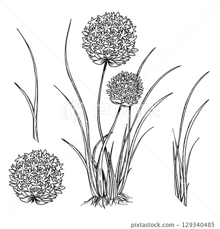 Chives, Garlic plant set. with leaves and flowers. Vector illustration of Allium Tuberosum leaves, flowers inflorescences isolated on a background. Hand drawn botanical line art. For product packaging 129340485