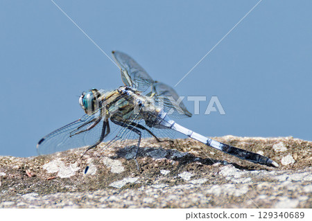 Male common skimmer perched on a stone Male common skimmer perched on a stone 129340689
