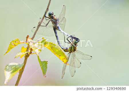 交配Shiokaratombo 交配Shiokaratombo 129340690