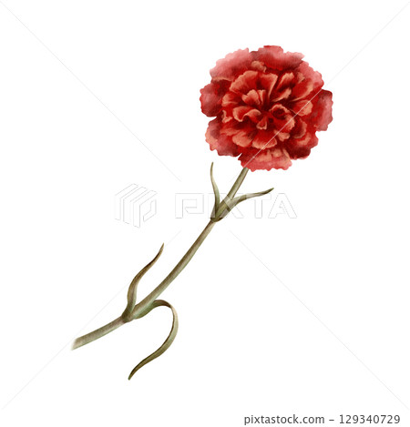 Red carnation flower as a symbol of mothers day,love,passion,valentine's day confessions. Isolated Watercolor hand-drawn illustration in vintage style as element for card,banner 129340729