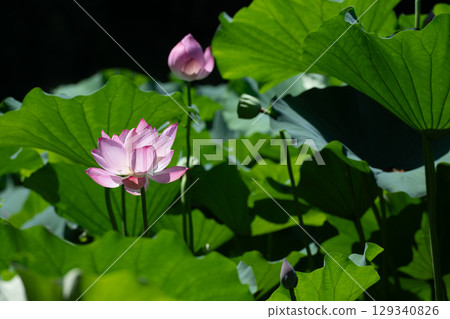 藥師池公園蓮花 藥師池公園蓮花 129340826