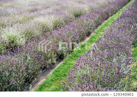 Lavender fields in full bloom forming vibrant rows and seasonal agro-tourism. Lavender fields as eco-tourism destinations, sustainable travel, flower field tourism, nature escape... 129340901