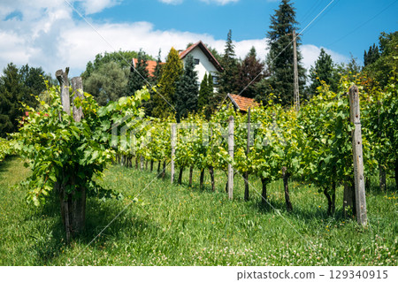 Lush green vineyard rows grow near a house with red-tiled roofs surrounded by tall trees. Craft wine, local winemakers, micro-wineries, rural entrepreneurship 129340915