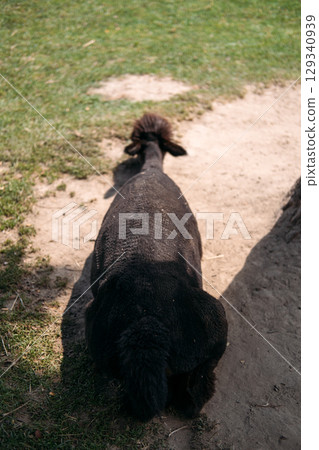 Rear view of a dark brown shorn alpaca lying on sunlit dirt and grass in a rural farm setting. Alpaca wool, natural fibers, sustainable fashion, ethical textile production 129340939