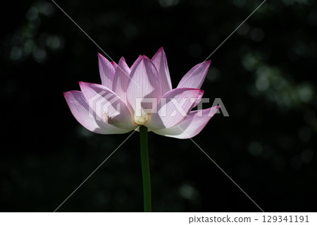 藥師池公園蓮花 129341191