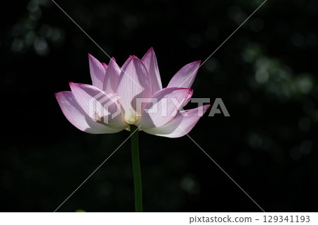 藥師池公園蓮花 129341193