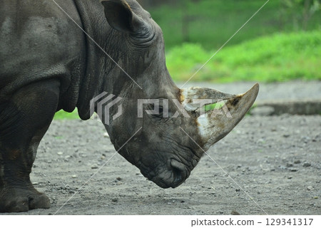 Rhino ☆mar_lapin 129341317