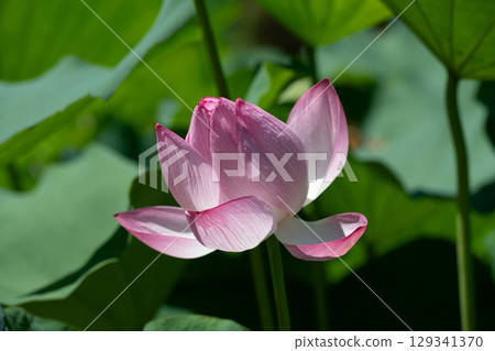 藥師池公園蓮花 129341370