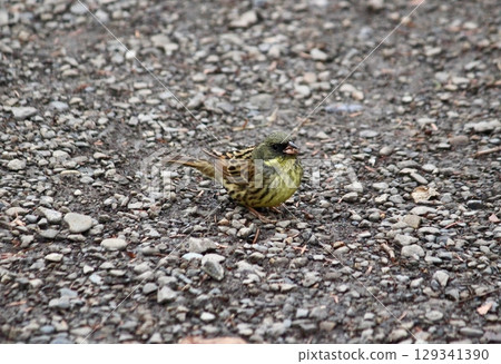 A who got倒在地上 129341390