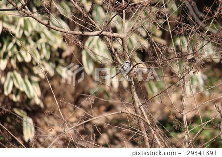長尾山雀 129341391