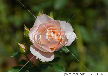 山下公園淡粉紅玫瑰 山下公園淡粉紅玫瑰 129341423