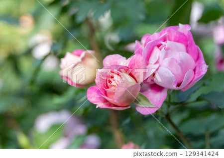 一朵可愛的粉紅玫瑰在綠樹中脫穎而出 一朵可愛的粉紅玫瑰在綠樹中脫穎而出 129341424