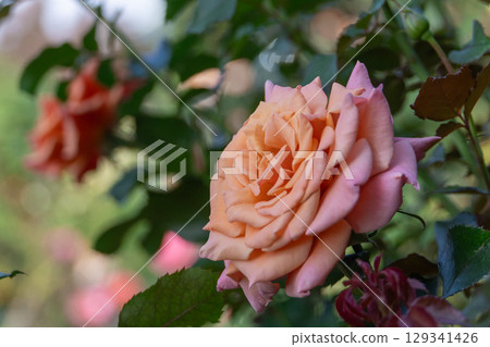 山下公園:美麗的淡粉紅玫瑰 山下公園:美麗的淡粉紅玫瑰 129341426