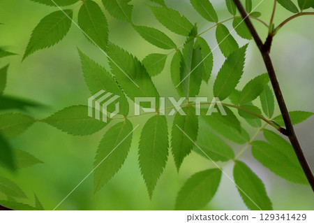 China tree leaves and trees (Asahikawa, Hokkaido) 129341429