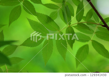 China tree leaves and trees (Asahikawa, Hokkaido) 129341430