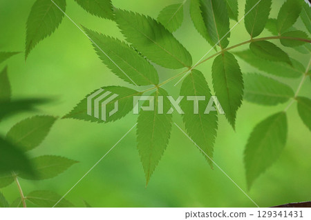 China tree leaves and trees (Asahikawa, Hokkaido) 129341431