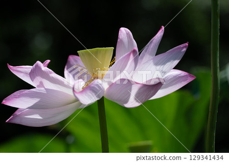 Yakushiike Park lotus flower Yakushiike Park lotus flower 129341434