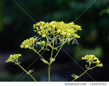 瀕臨滅絕的鈴蘭花盛開 129341452