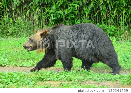 灰熊☆mar_lapin 129341469