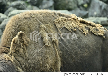 野牛的背☆mar_lapin 129341470