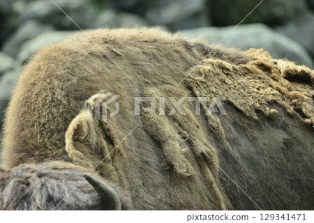 水牛背☆mar_lapin 129341471