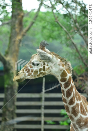 Giraffe ☆mar_lapin 129341478
