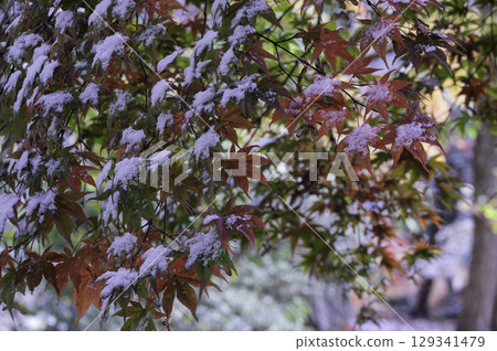 Autumn leaves covered with snow 129341479