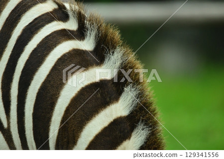 Zebra mane ☆mar_lapin Zebra mane ☆mar_lapin 129341556