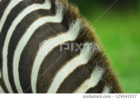 Zebra Mane ☆mar_lapin Zebra Mane ☆mar_lapin 129341557