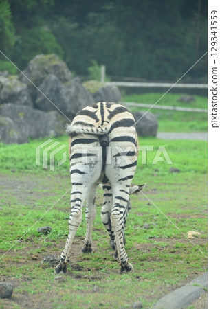 斑馬的屁股☆mar_lapin 129341559