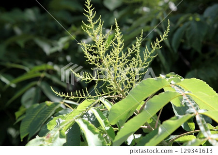 Rhus chinensis flower 129341613