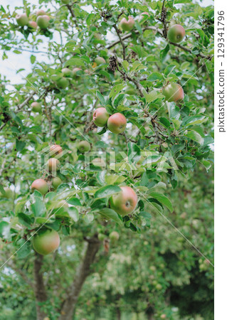 Lush apple tree branch filled with ripe apples, showcasing vibrant green leaves and red-hued fruit. The apples hang gracefully, ready for harv 129341796