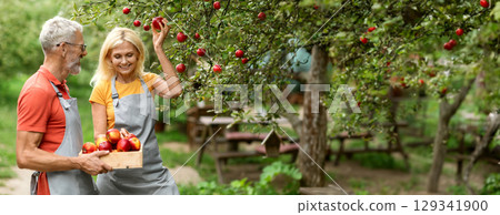 Harvesting Concept. Happy Senior Spouses Picking Ripe Apples From Tree In Their Orchard, Smiling Mature Man And Woman Wearing Aprons Putting Fruits To Crate, Enjoying Gardening Together, Copy Space 129341900