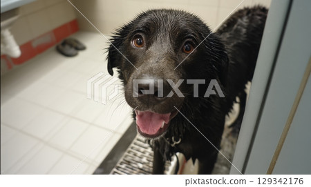 Caring owner gives black dog a bath in shelter bathroom during rainy afternoon 129342176