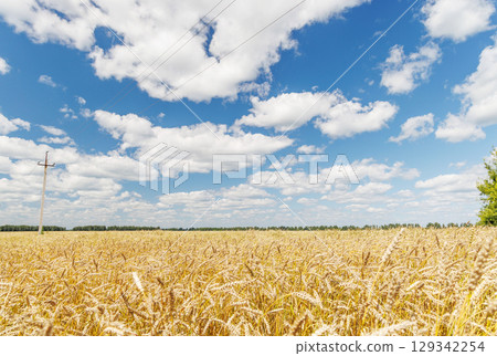 Golden rye field swaying gently under the sun 129342254