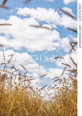 Golden rye field swaying gently under the sun 129342307