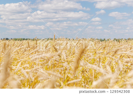 Golden rye field swaying gently under the sun Golden rye field swaying gently under the sun 129342308