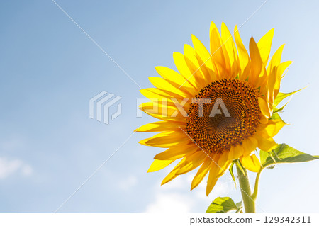 Sunflower field in full bloom Sunflower field in full bloom 129342311