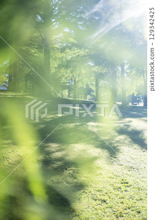 A park with sparkling fresh greenery (Hiruzen Plateau) A park with sparkling fresh greenery (Hiruzen Plateau) 129342425