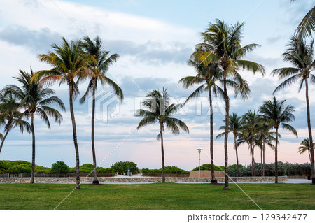 Silhouetted palm trees of Miami Beach stand tall against a vibrant sunset sky 129342477