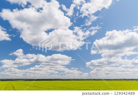 Wide green field under a sunny sky with scattered white clouds Wide green field under a sunny sky with scattered white clouds 129342489