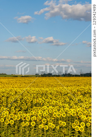 Sunflower field in full bloom Sunflower field in full bloom 129342499