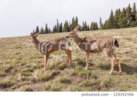 Deer grazing peacefully in Olympic National Park surrounded 129342566
