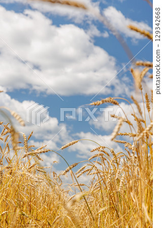 Golden rye field swaying gently under the sun 129342668