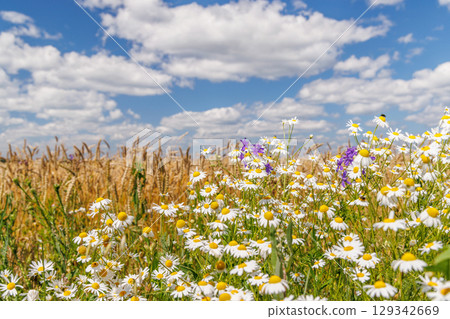 Blossom-filled field under a sunny summer sky 129342669