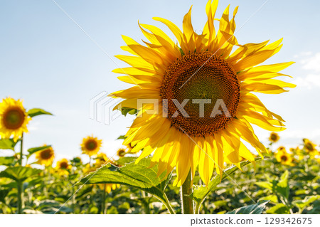 Sunflower field in full bloom Sunflower field in full bloom 129342675