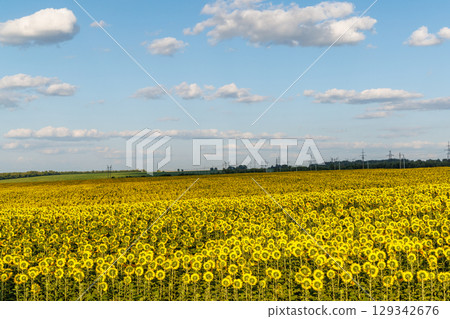 Sunflower field in full bloom Sunflower field in full bloom 129342676